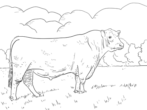 Angus Bull Coloring Page